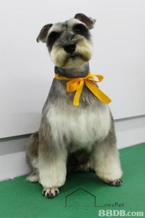 宠物美容服务全攻略 从专业美容师到贴心扮靓方案