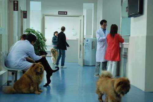 深圳市罗湖田心村24小时宠物医院上门急诊 专业宠物服务，全天候守护爱宠健康