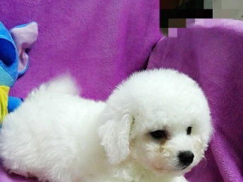 深圳宠物美容服务 专业呵护宠物的每一处细节