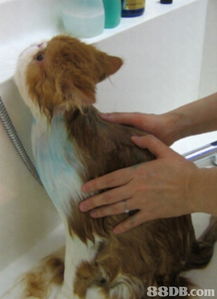 Pattyhouse Premium Pet Products 全方位宠物美容与护理解决方案