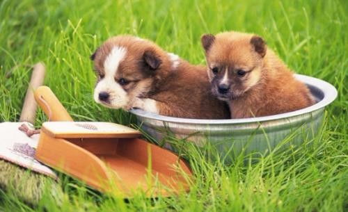 深圳罗湖水库24小时宠物医院 全天候守护您的爱宠健康