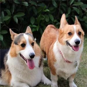 皇优宠物加盟店 专业宠物服务，打造爱宠温馨家园