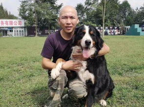 专业训狗，成就非凡 成都勇军训犬基地的服务与价值
