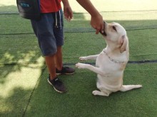 重庆洪湖宠物服务 为您的爱宠提供全方位专业呵护